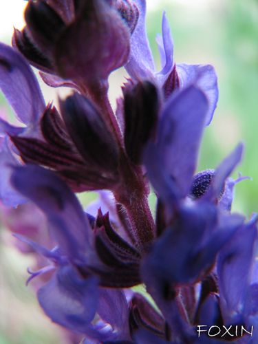 album/008 Primavera.JPG